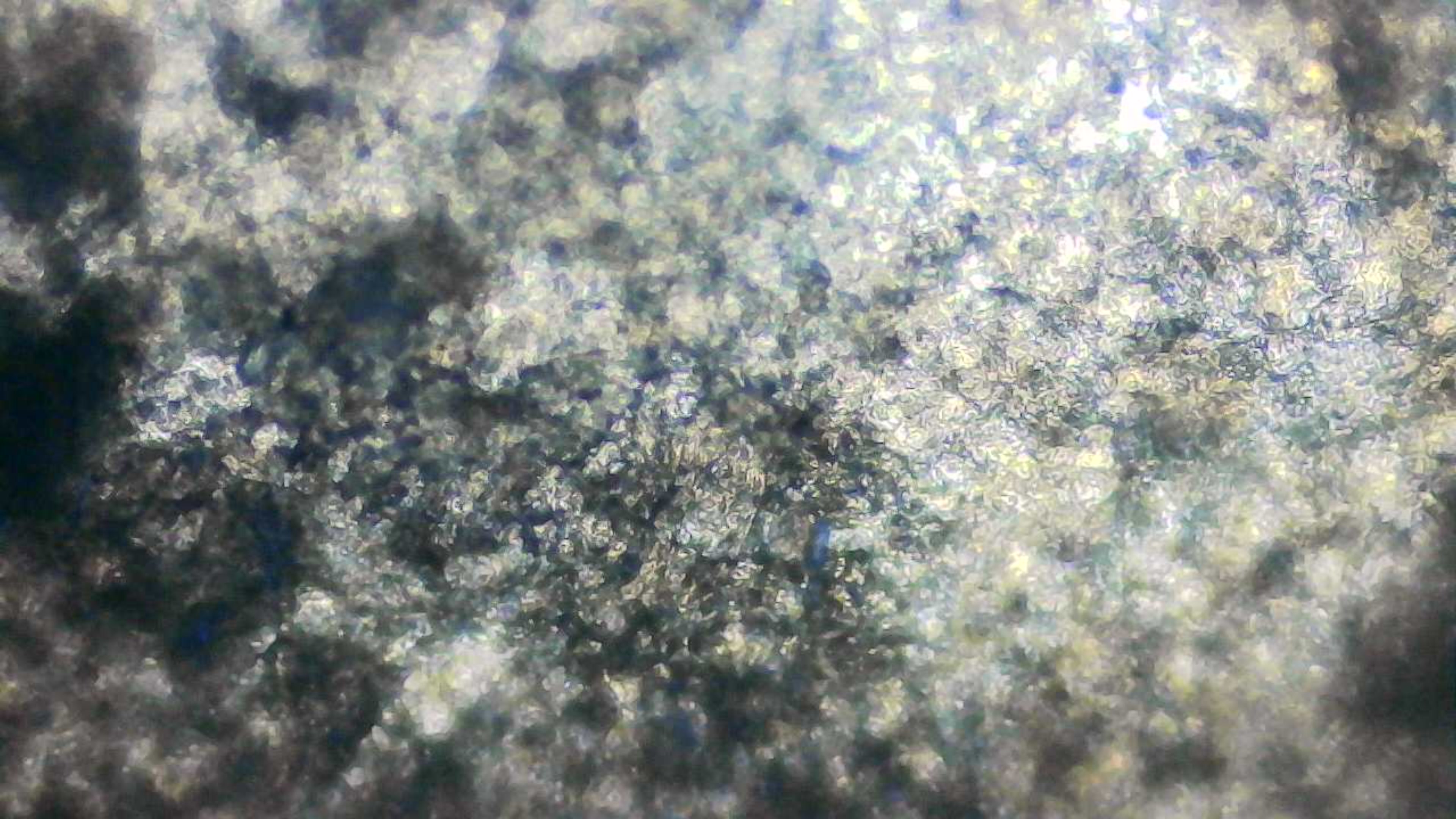 عينة مجهرية 11
