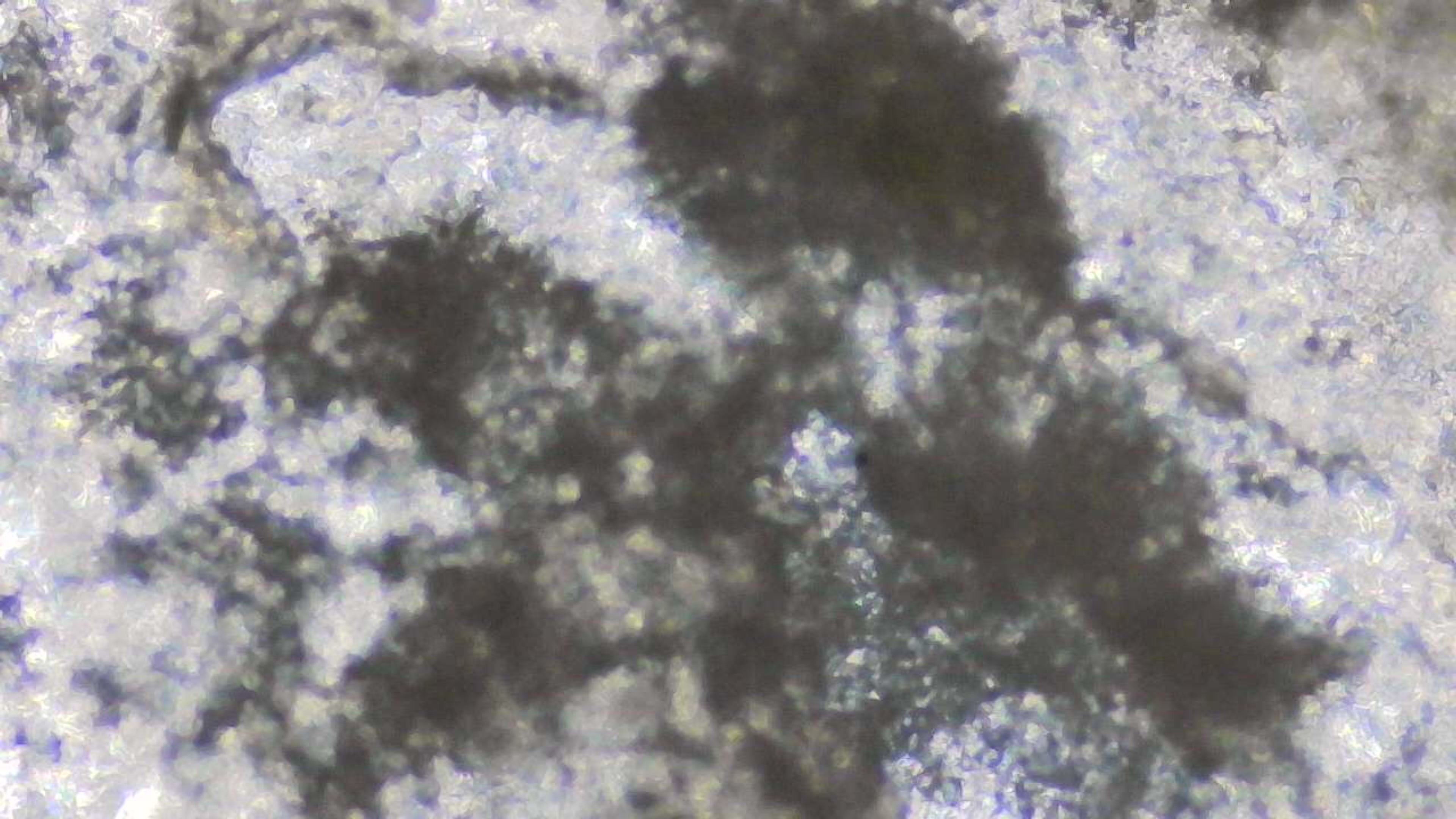 عينة مجهرية 13