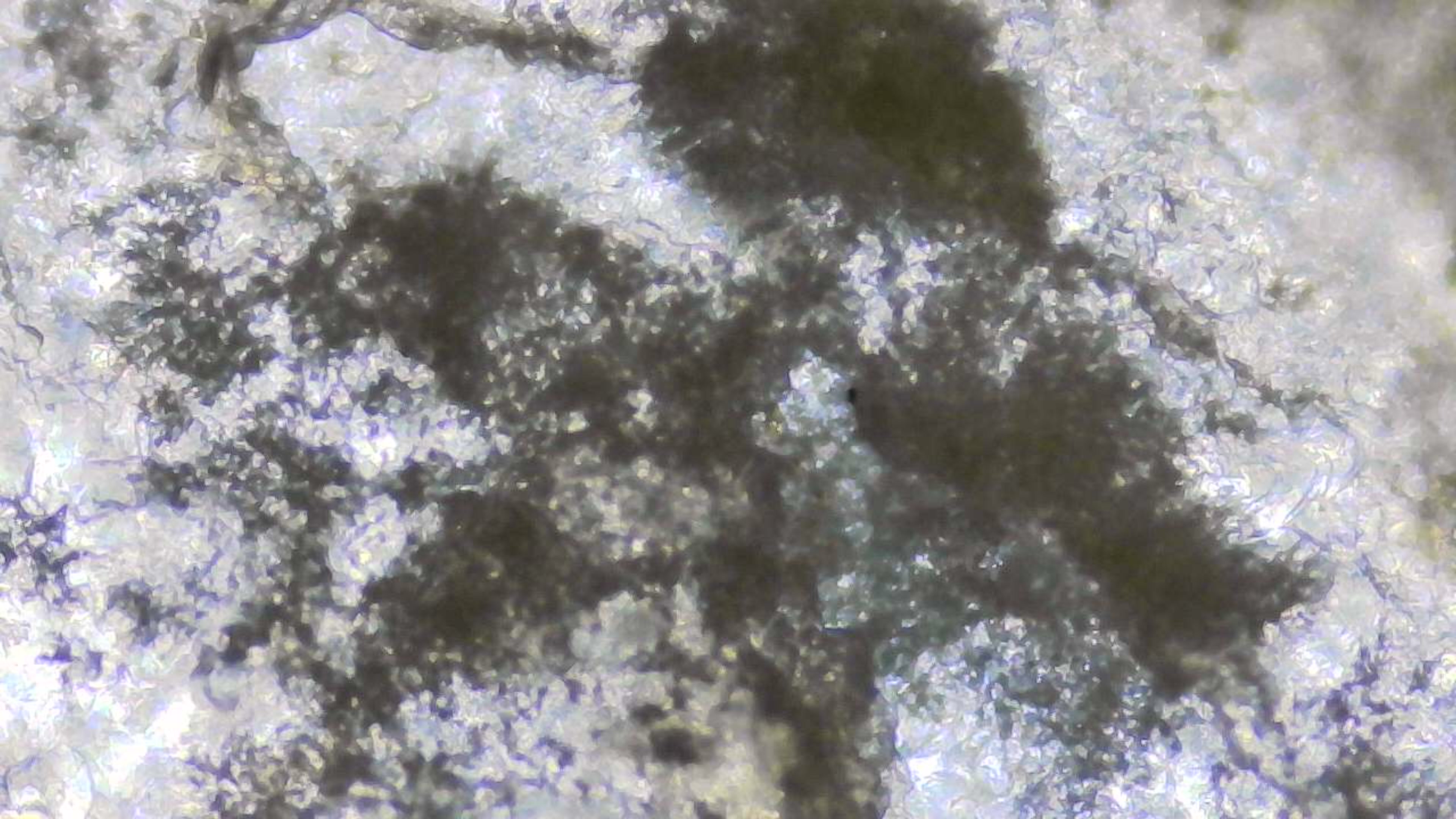 عينة مجهرية 14